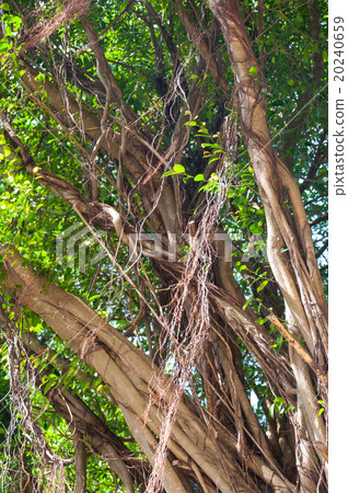 Branches of banyan tree 20240659