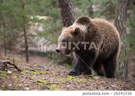 brown bear (Ursus arctos) in winter forest brown bear (Ursus arctos) in winter forest 20241316