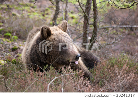 brown bear (Ursus arctos) in winter forest brown bear (Ursus arctos) in winter forest 20241317