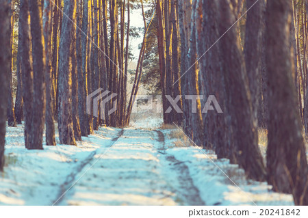 Winter forest 20241842