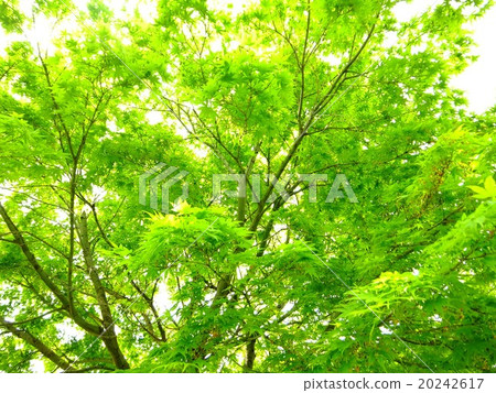 鮮綠色 鮮綠色 20242617