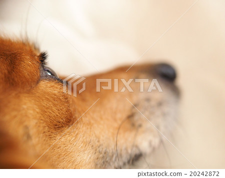 Up of profile of a healed dog Up of profile of a healed dog 20242872