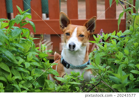 Portrait of a cute dog. 20243577