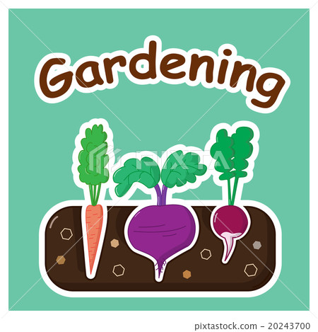 Gardening with vegetables 20243700