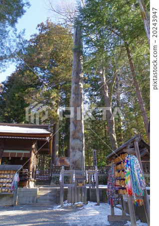 The pillar of the Shinshu Suwa Taisha Shrine (Ombara) One of the three biggest festivals in Japan The Sacred tree (the fir tree of the fir) 20243947