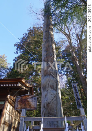 The pillar of the Shinshu Suwa Taisha Shrine (Ombara) One of the three biggest festivals in Japan The Sacred tree (the fir tree of the fir) The pillar of the Shinshu Suwa Taisha Shrine (Ombara) One of the three biggest festivals in Japan The Sacred tree (the fir tree of the fir) 20243948