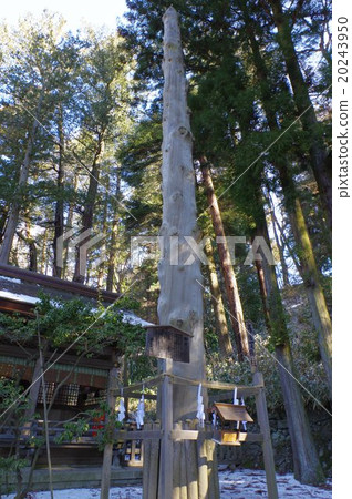 The pillar of the Shinshu Suwa Taisha Shrine (Ombara) One of the three biggest festivals in Japan The Sacred tree (the fir tree of the fir) 20243950