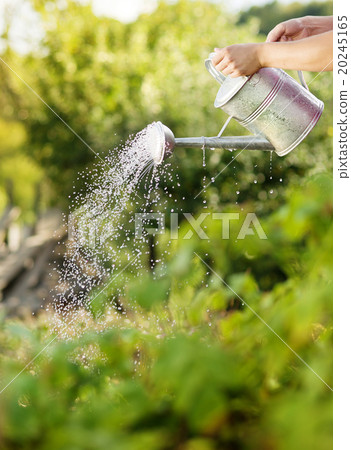 Gardener Gardener 20245165