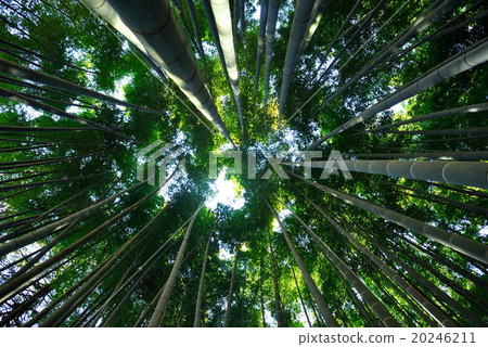 Bamboo grove of Kamakura republic temple 20246211