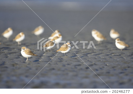 A group of silveryriots 20246277