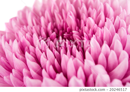 Closeup of violet Chrysanthemum Flower Background 20246517