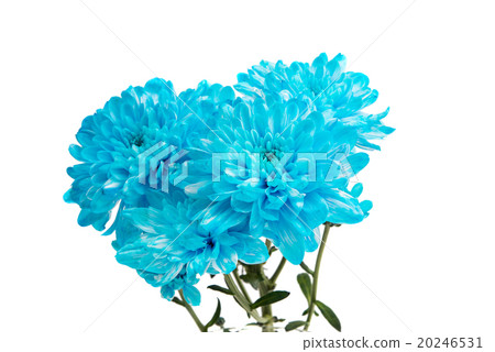 Blue Chrysanthemum Flower Isolated 20246531