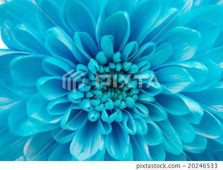 Blue Chrysanthemum Flower Isolated 20246533