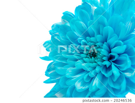 Blue Chrysanthemum Flower Isolated Blue Chrysanthemum Flower Isolated 20246536