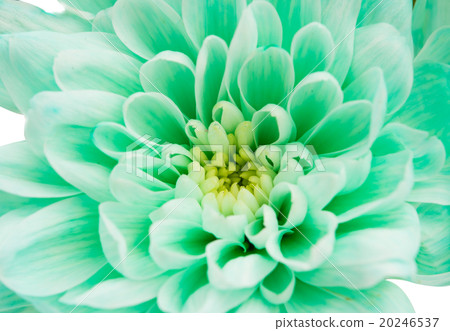light green chrysanthemum light green chrysanthemum 20246537