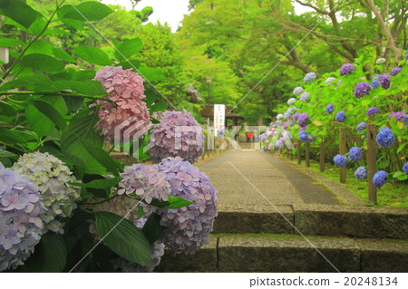 在Kuanji(池田市大阪)盛開的繡球花 在Kuanji(池田市大阪)盛開的繡球花 20248134