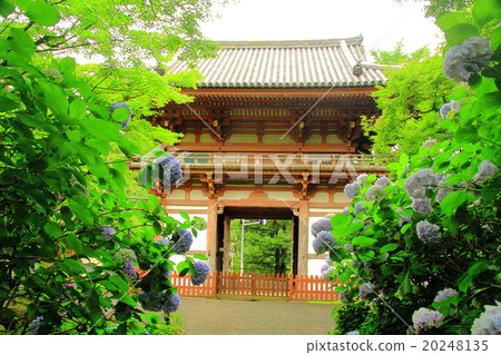 在Kuanji（池田市大阪）盛開的繡球花 20248135