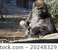 Nishi Roland Gorilla（上野動物園） 20248329