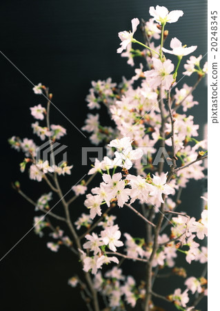 Keikaku cherry tree Keikaku cherry tree 20248345
