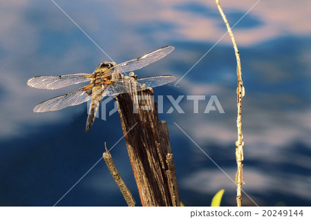 Dragonfly Dragonfly 20249144