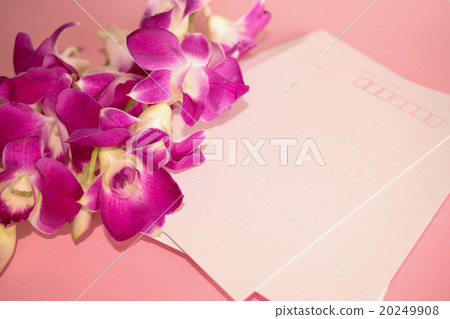Phala Orchid Orchid and Postcard Phala Orchid Orchid and Postcard 20249908