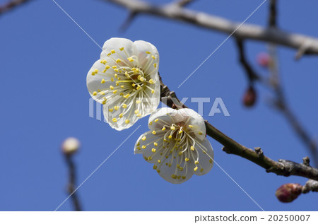 Plum and blue sky Plum and blue sky 20250007