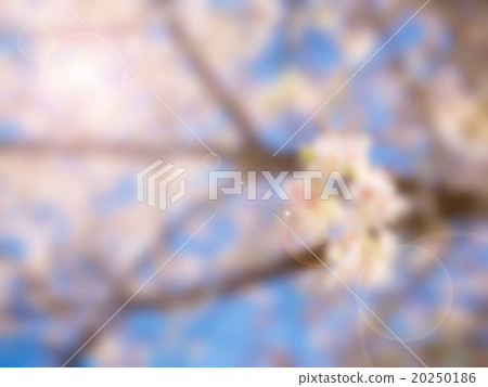 Abstract soft and blurred Thai white sakura 20250186