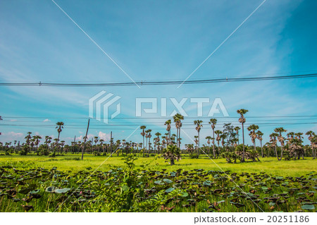 Palm lotus fields Palm lotus fields 20251186