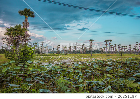 Palm lotus fields Palm lotus fields 20251187