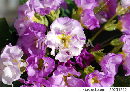 Primula Julian 20251212