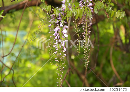 Wisteria Wisteria 20251473