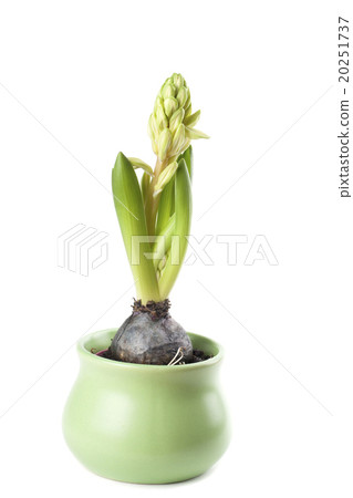 Pink hyacinth growth Pink hyacinth growth 20251737