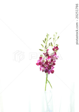 Denfare's Flower 4 20251766