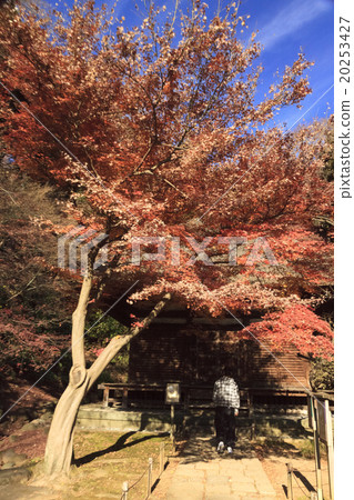 Winter in Sanpi Garden Winter in Sanpi Garden 20253427