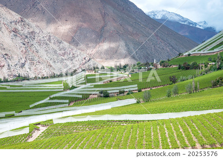 Spring Vineyard when Grapevine flower  20253576