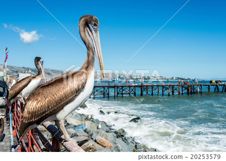 Pelican at the fish market of Valparaiso, Chile 20253579
