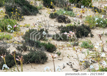 Flowering desert (Spanish 20253667