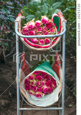 Roses Harvest, plantation in Ecuador 20253720