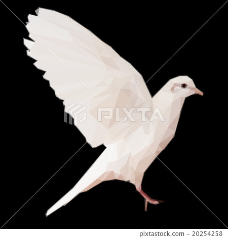 White dove on black 20254258