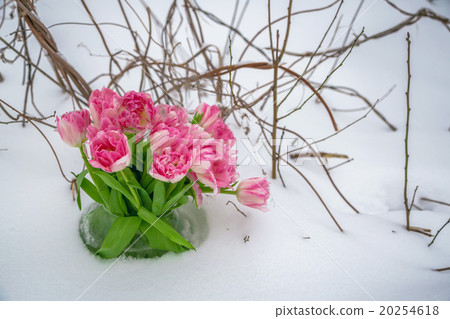 Fresh flowers in the snow Fresh flowers in the snow 20254618