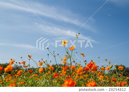 yellow cosmos flower in garden 20254812