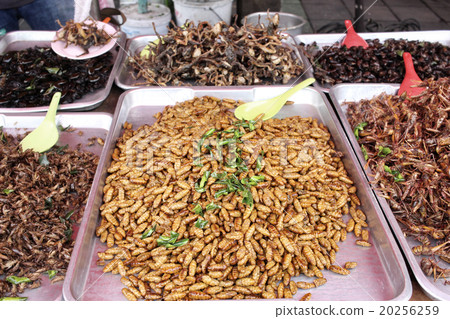 Fried insect 20256259