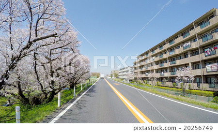 [駕駛員主觀性] Hanami Drive Hanami Drive 20256749
