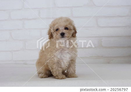 toy poodle fluffy