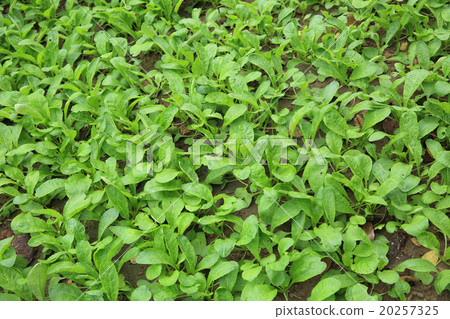 green raddish plants in growth at vegetable garden green raddish plants in growth at vegetable garden 20257325