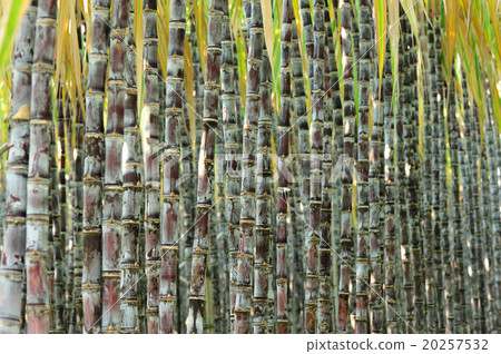 sugarcane plants grow in field sugarcane plants grow in field 20257532