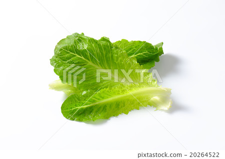 romaine lettuce leaves 20264522