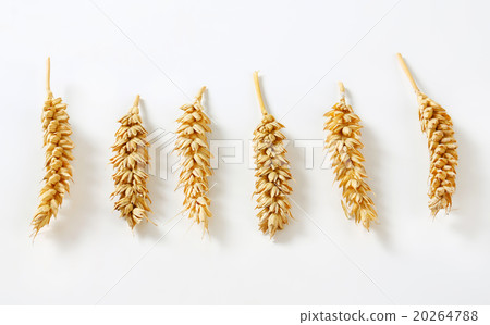 Six wheat ears 20264788
