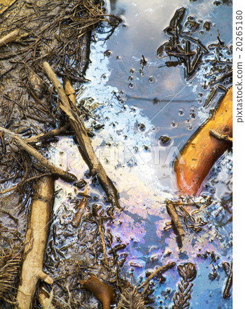 polluted wetland water 20265180