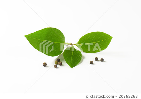 Fresh bay leaves and black peppercorns 20265268